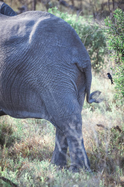 elefante africano grande macho de volta e cauda na exuberante grama verde de primavera de verão - safari animals elephant rear end animal nose - fotografias e filmes do acervo