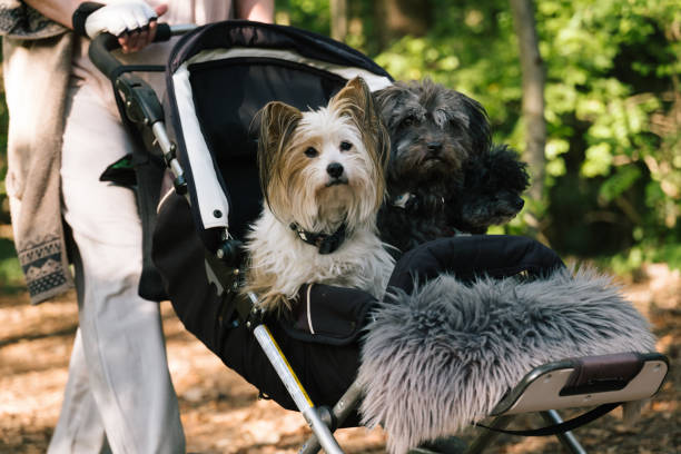 istock three small disabled dogs in a baby stroller 1420955402