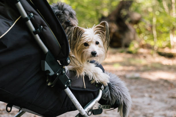 three small disabled dogs in a baby stroller dog walk in forest Portable Dog Carrier stock pictures, royalty-free photos & images