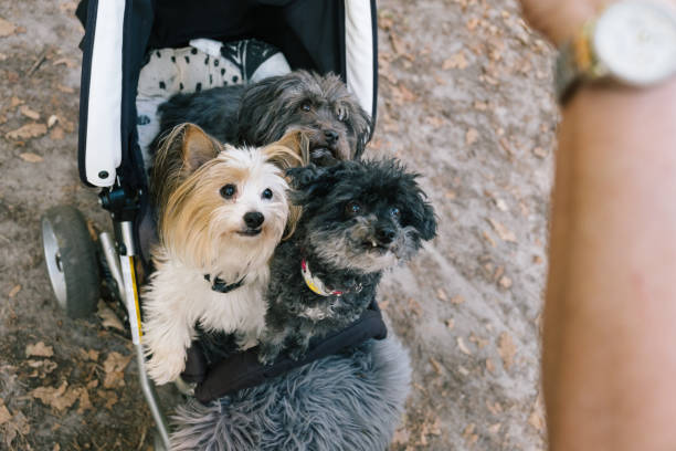 istock three small disabled dogs sit in a buggy getting a treat 1420955487