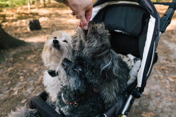 istock three small disabled dogs sit in a buggy getting a treat 1420955501