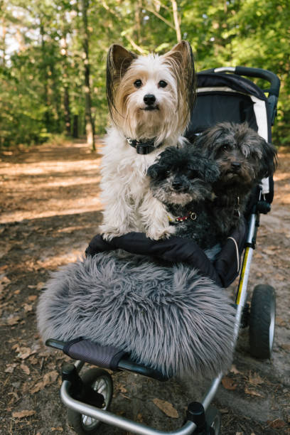 istock three small disabled dogs in a baby stroller 1420955523