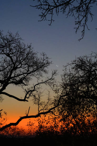 Half moon,  through the dry branches of a tree