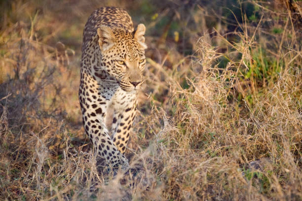 istock Beautiful African Leopard walking in grass low angle view 1420957344