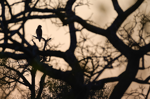 African Crowned Eagle sitting in tree branch frame silhouette