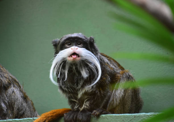 Bearded Emperor Tamarin Monkey With his Mouth Open stock photo