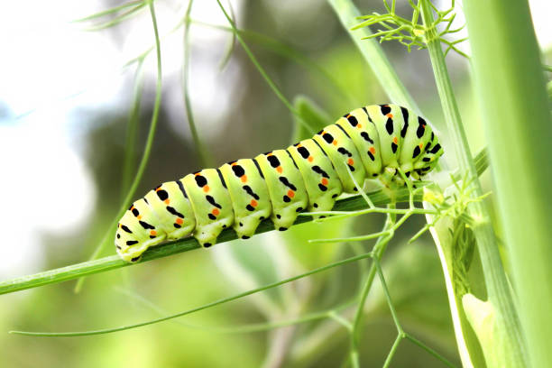 istock Caterpillar of The Old world swallowtail (Papilio machaon) 1420957603