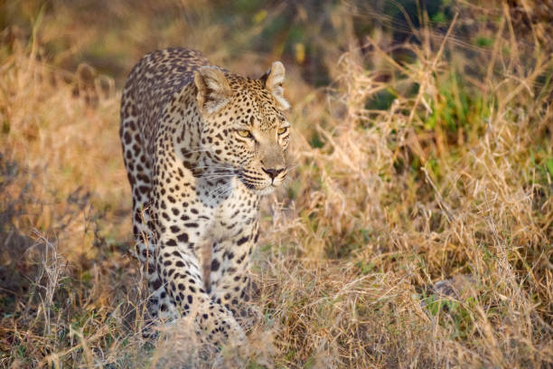 istock The Majestic African Leopard 1420957638
