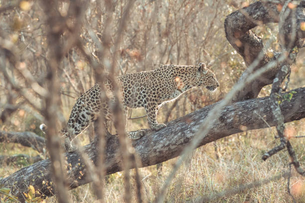 afrikanischer leopard, der am frühen morgen auf einem baumstamm steht und jagt - kruger national park sunrise south africa africa stock-fotos und bilder