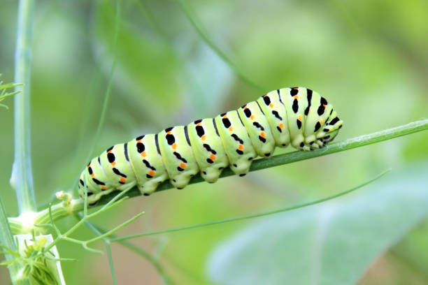 istock Caterpillar of The Old world swallowtail (Papilio machaon) 1420957658