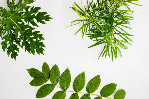 istock Green leaves over the white background. 1420957855
