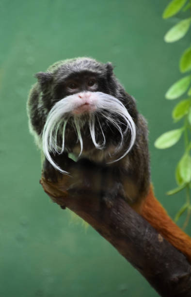 Looking into the Face of a Tamarin Monkey stock photo