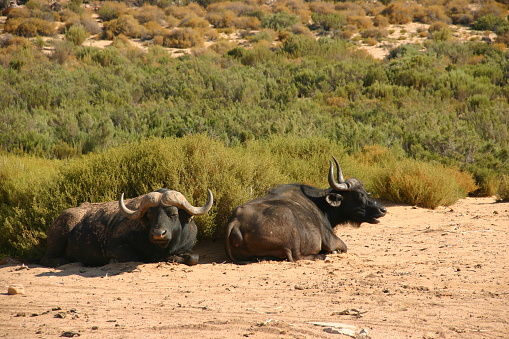 Two water buffalo taking a break