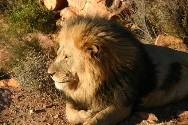 istock Male lion looking pensive 1420958852