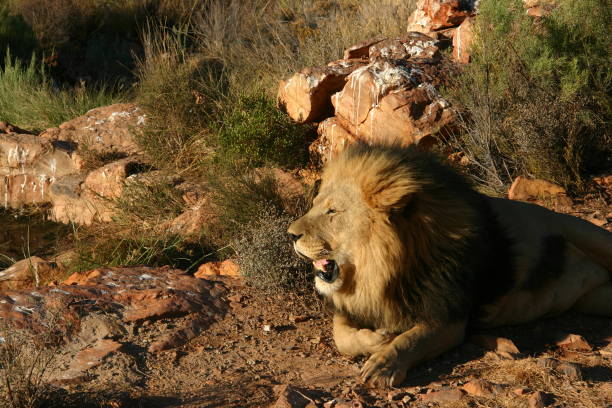 istock Male lion yawn 1420958862