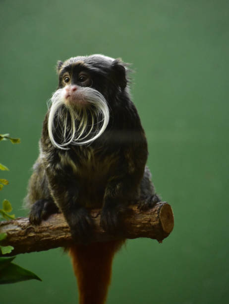 entzückender bärtiger tamarin-affe auf einem ast - tamarin neuweltaffen und hundsaffen stock-fotos und bilder