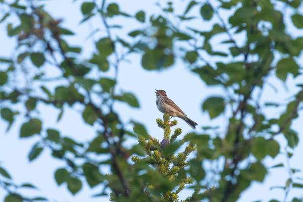 북부 새, 여름 아침에 자리 잡고 노래하는 작은 번팅 - birdsong 뉴스 사진 이미지