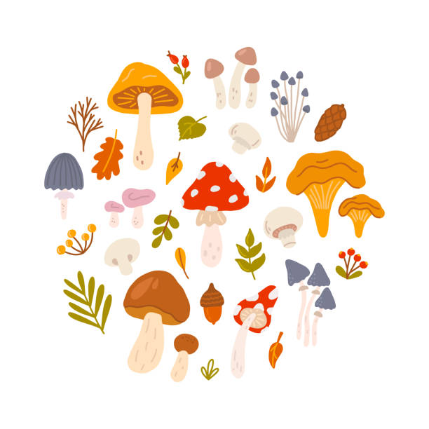 ilustrações de stock, clip art, desenhos animados e ícones de set of different mushrooms with berries and leaves of trees in circle. vector flat illustration in hand drawn style on white background - fly agaric