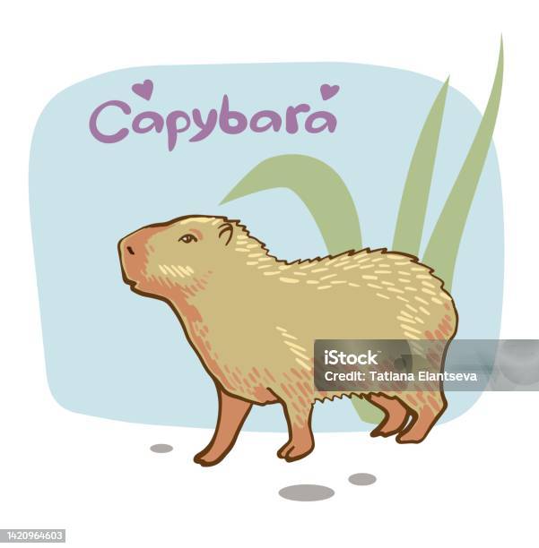 Capybara with his bird friend  Capybara, Cute drawings, Cute doodles