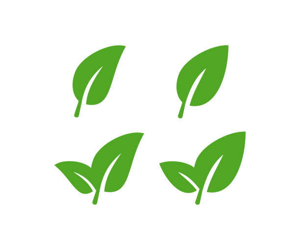 Green leaf icon set. Leaves symbol. SIgn eco vector. Green leaf icon set. Leaves illustration symbol. SIgn eco vector. leaves stock illustrations