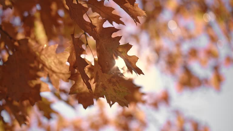 Autumn background with brown leaves and sunlight