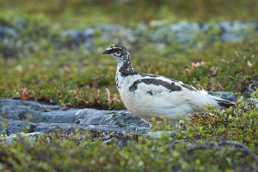 Rock ptarmigan walking during a summer night in Urho Kekkonen National Park, Northern Finland