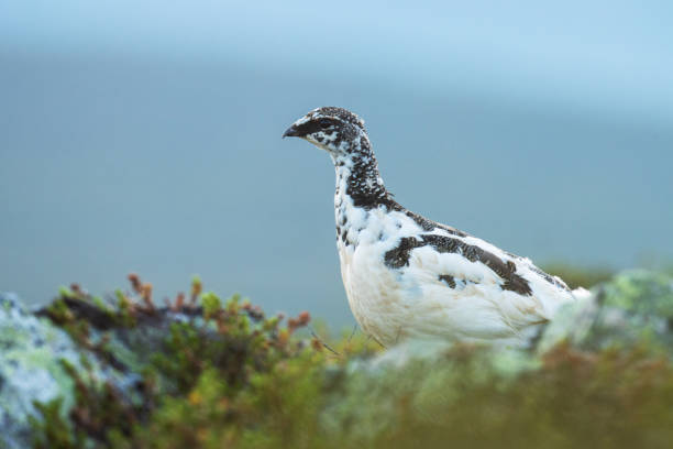 istock Alert medium-sized gamebird Rock ptarmigan standing on a rocky surface in Urho Kekkonen National Park 1420970076