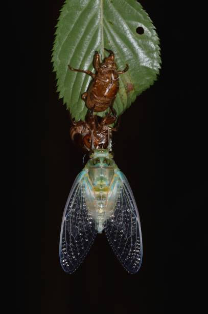 istock Emergence of cicada 1420971277