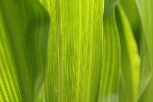 Close up of detail in green maize leaves