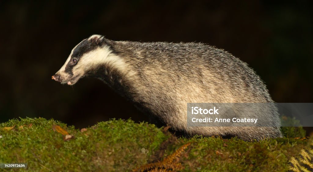 Close-up of an adult badger in Autumn with a leaf on her nose, facing left in natural woodland habit.  Night time, Scottish Highlands.  Scientific name: Meles Meles. Close-up of a badger in Autumn with a leaf on her nose, facing left in natural woodland habit.  Night time, Scottish Highlands.  Scientific name: Meles Meles.  Copy space Agriculture Stock Photo