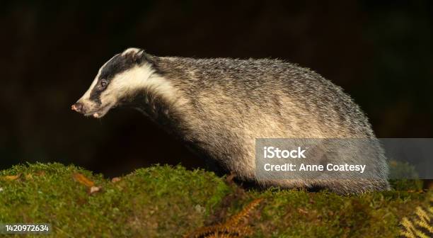 Closeup Of An Adult Badger In Autumn With A Leaf On Her Nose Facing Left In Natural Woodland Habit Night Time Scottish Highlands Scientific Name Meles Meles Stock Photo - Download Image Now