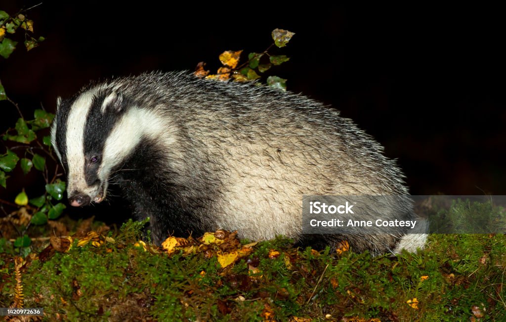 Close up of an adult, wild badger foraging in wet, Autumnal weather and facing left with golden birth leaves and green moss. Glen Strathfarrar, Scottish Highlands.  Scientific name: Meles Meles. Close up of an adult, wild badger foraging in wet, Autumnal weather and facing left with golden birth leaves and green moss. Glen Strathfarrar, Scottish Highlands.  Scientific name: Meles Meles.  Copy space. Agriculture Stock Photo