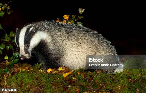 Close Up Of An Adult Wild Badger Foraging In Wet Autumnal Weather And Facing Left With Golden Birth Leaves And Green Moss Glen Strathfarrar Scottish Highlands Scientific Name Meles Meles Stock Photo - Download Image Now