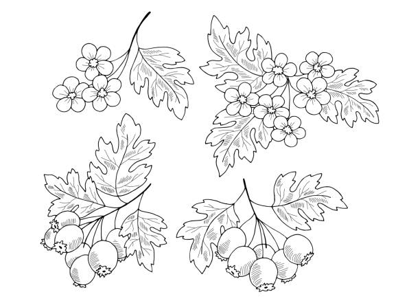 illustrations, cliparts, dessins animés et icônes de aubépine plante graphique noir blanc isolé esquisse illustration vecteur - aubepine