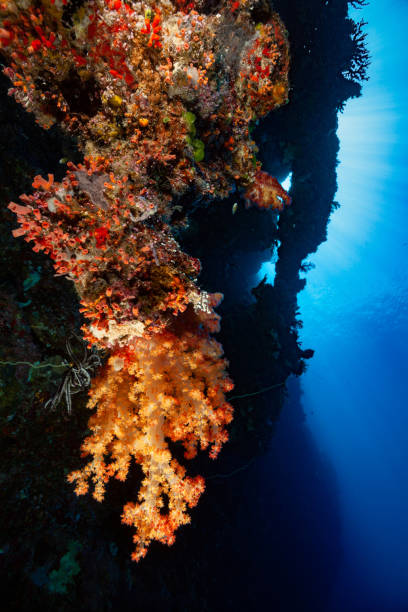 istock Bizarre Seascape with large Soft Coral Dendronephthya sp. at a Drop-off in Palau 1420972829