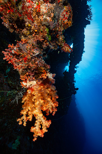 This seascape looks bizarre, unreal. A colorful biodiversity with hydroids, ascidians, sponges, featherstar, sun corals Tubastra faulkneri, black sun coral Tubastrea micrantha (the silhouette on top), and a large Soft Coral Dendronephthya sp. dominating the scenery. Some Scaly Chromis Chromis lepidolepis: the spieces occurs in coral-rich areas of lagoon and seaward reefs, max. length 9cm. Palau 7°7'38.52 N 134°17'22.272 E at 17m depth
