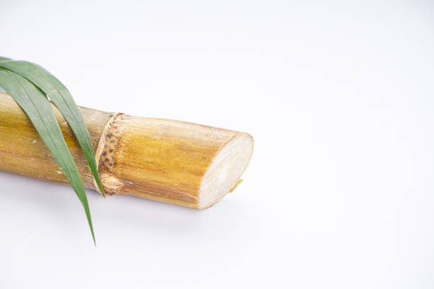 istock Sugar cane isolated on white background, space for text, close-up. 1420975090