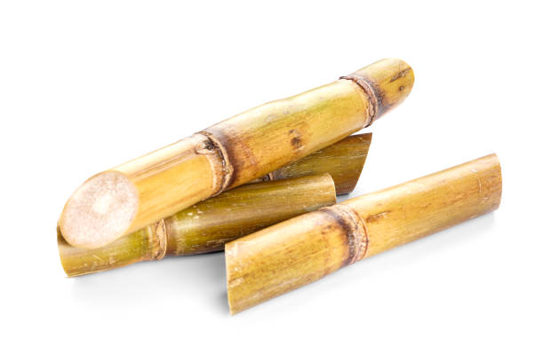 istock Sugar cane isolated on white background, closeup. 1420975201
