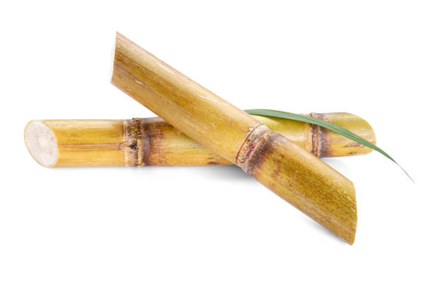 istock Sugar cane isolated on white background, closeup. 1420975269