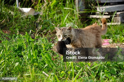 istock a street cat carries a newborn kitten in its teeth 1420976592