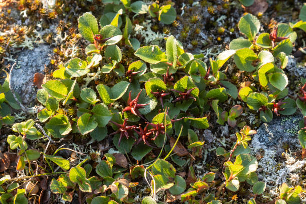 Close-up of the Dwarf willow, Salix herbacea growing on rocky surface on a fell in Northern Finland