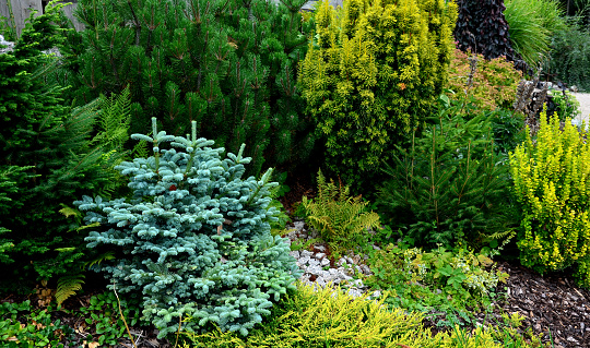 a bed composed of evergreen conifers. fir and thuja of bizarre colors and shapes. variegated and silver, abies, bacata, thuja, pinus mugo, koreana, golden, rocket, summergold.taxus