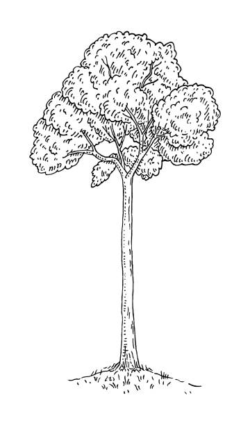 istock Brazil nut tree with leaves. Vintage engraving vector black monochrome 1420978852