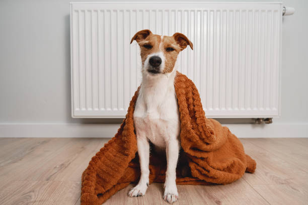 istock Dog freezing at home, sitting near heating radiator 1420980630