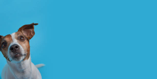 istock Long banner. Portrait dog Jack Russell Terrier from the left side 1420980681