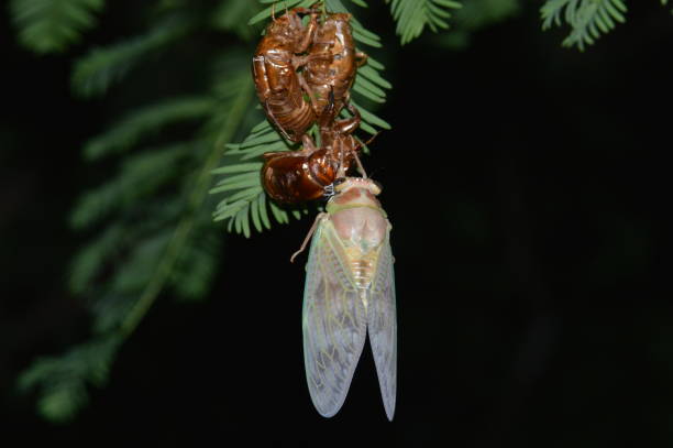 istock Emergence of cicada 1420982239