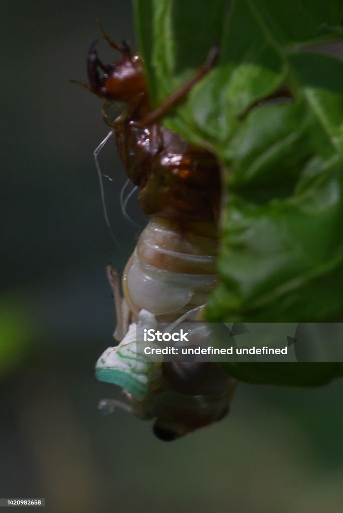 Molted Insect Shell Cicada Molting Emergence And Castoff Shell Stock Photo - Download Image ...