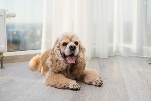 American Cocker Spaniel is resting on the floor.