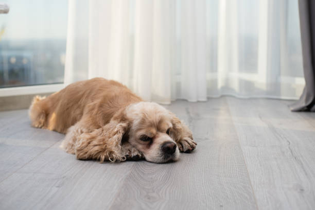 istock The dog is resting on the floor. 1420982713