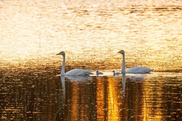 whooper swan family swimming on a small lake during a beautiful sunset near kuusamo, finland - whooper swan imagens e fotografias de stock
